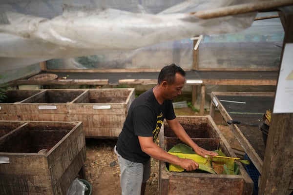 Cocoa farmer Sarwono uses banana leaves to cover cocoa beans in a fermentation box in Tanjung Rejo, Lampung province, Indonesia, Wednesday, Feb. 19, 2025. (AP Photo/Dita Alangkara)