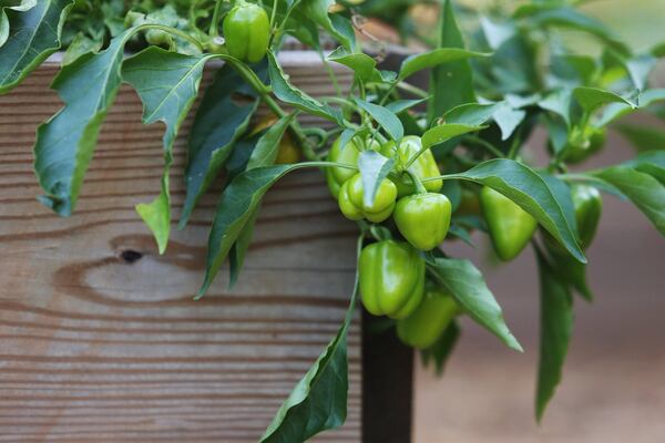 July 17, 2019 Atlanta- Peppers grow at the Atlanta Food Forest on Wednesday, July 17, 2019. The Atlanta Food Forest covers is a seven acre public park and garden near the Lakewood Fairgrounds and Browns Mill Golf Course. The food forest is the first in Georgia and the largest in the United States. Christina Matacotta/Christina.Matacotta@ajc.com