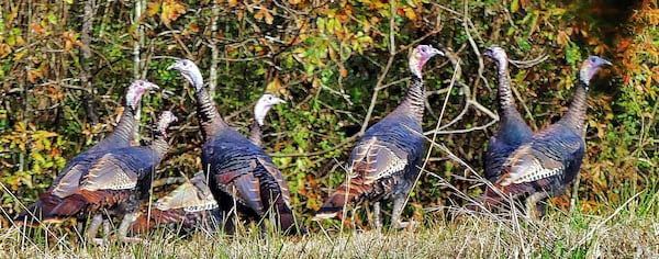 A flock of wild turkeys roam a field in Coweta County. Biologists are worried about an alarming decline of wild turkeys in Georgia and elsewhere in the nation. 
(Courtesy of Charles Seabrook)