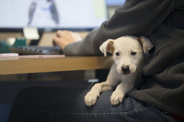 Casper, a pit bull puppy, sits in the lap of an employee at DeKalb County Animal Services in Chamblee. Rebecca Guinn, who splits her time between LifeLine’s different project locations, says that the spacious DeKalb shelter intakes around 25 animals per day and between 700 and 900 animals per month. “Any animal that needs to come in here does,” says Guinn. CASEY SYKES / CASEY.SYKES@AJC.COM