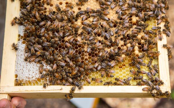 Tim Doherty checks on the bee hives at Mountain Way Common Park in Buckhead. PHIL SKINNER FOR THE ATLANTA JOURNAL-CONSTITUTION.