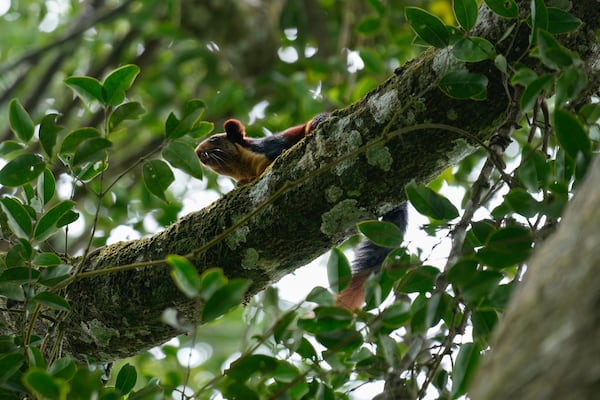 An Indian giant squirrel rests on a tree branch in the tribal village of Banagudi in Nilgiris district, India, Thursday, Sept. 26, 2024. (AP Photo/Aijaz Rahi)