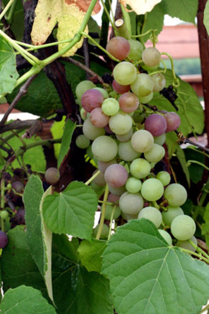 Muscadines in season