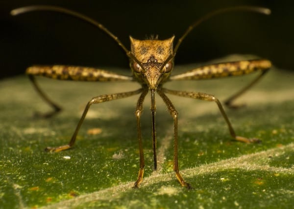 A mosquito in DeKalb County, Georgia, tested positive for the deadly Eastern equine encephalitis virus.