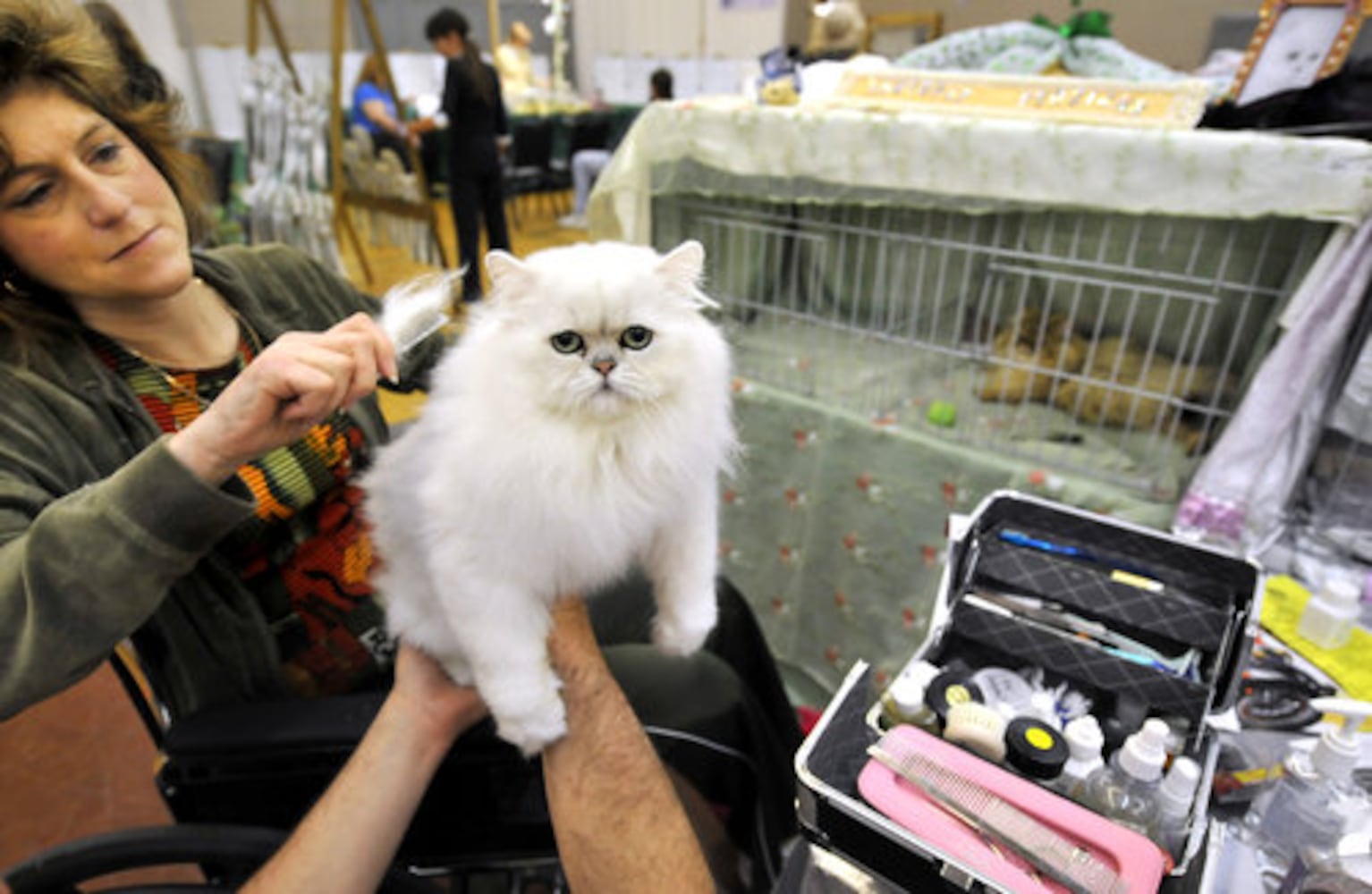 Phoenix Cat Show brings feline fanciers to Roswell