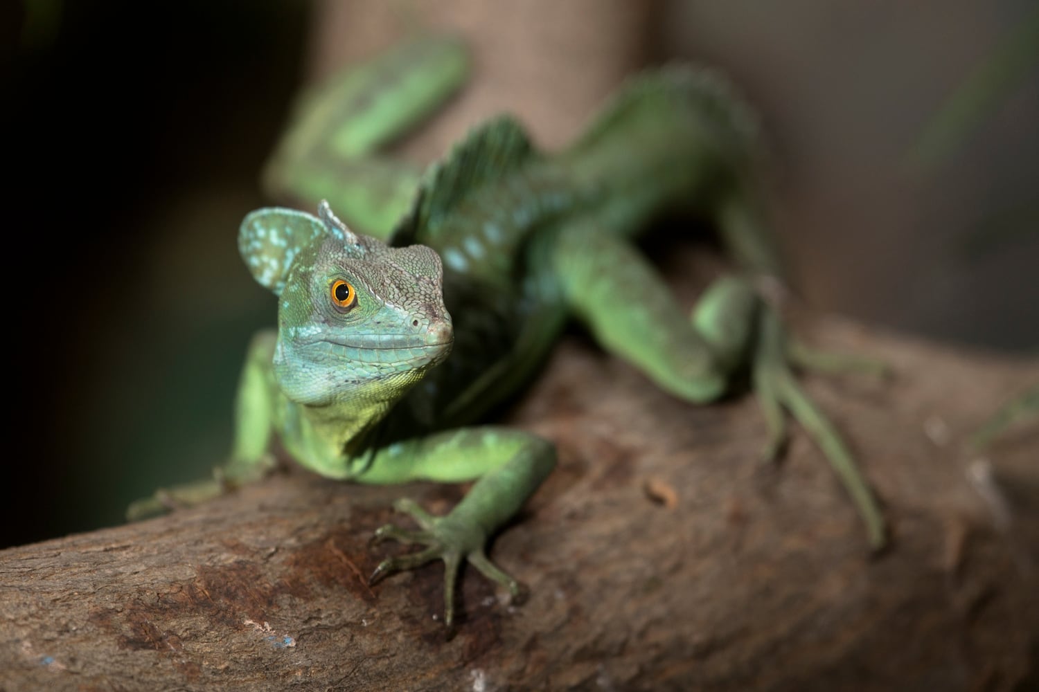 Barry the basilisk