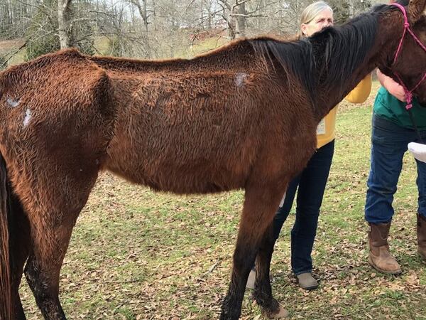 Some of the animals were bony, matted and missing patches of hair when they were found at the King Mill Road property.