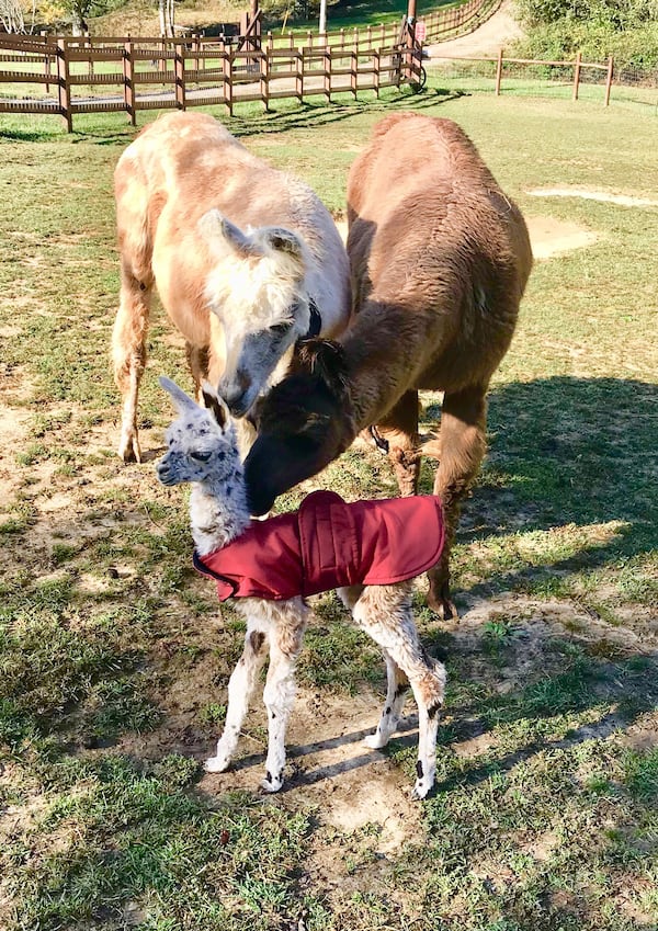  Baby Mac gets along better with Cantara and Pink than with his mom, Carrie. Photos: Courtesy of Lester Aradi