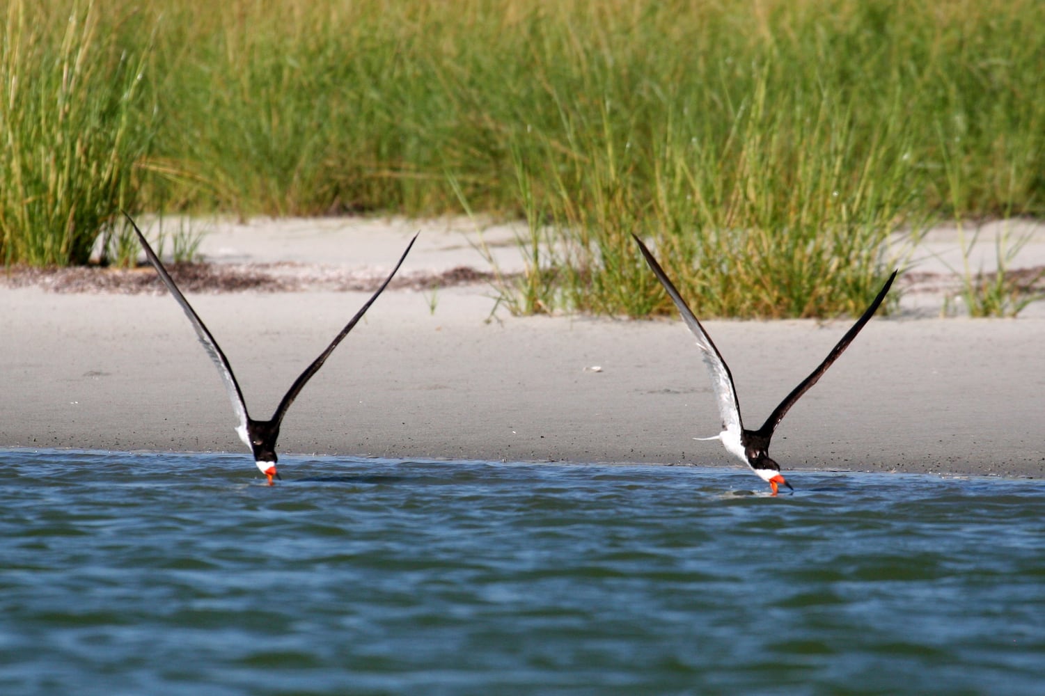 Little St. Simons Island by Britt Brown