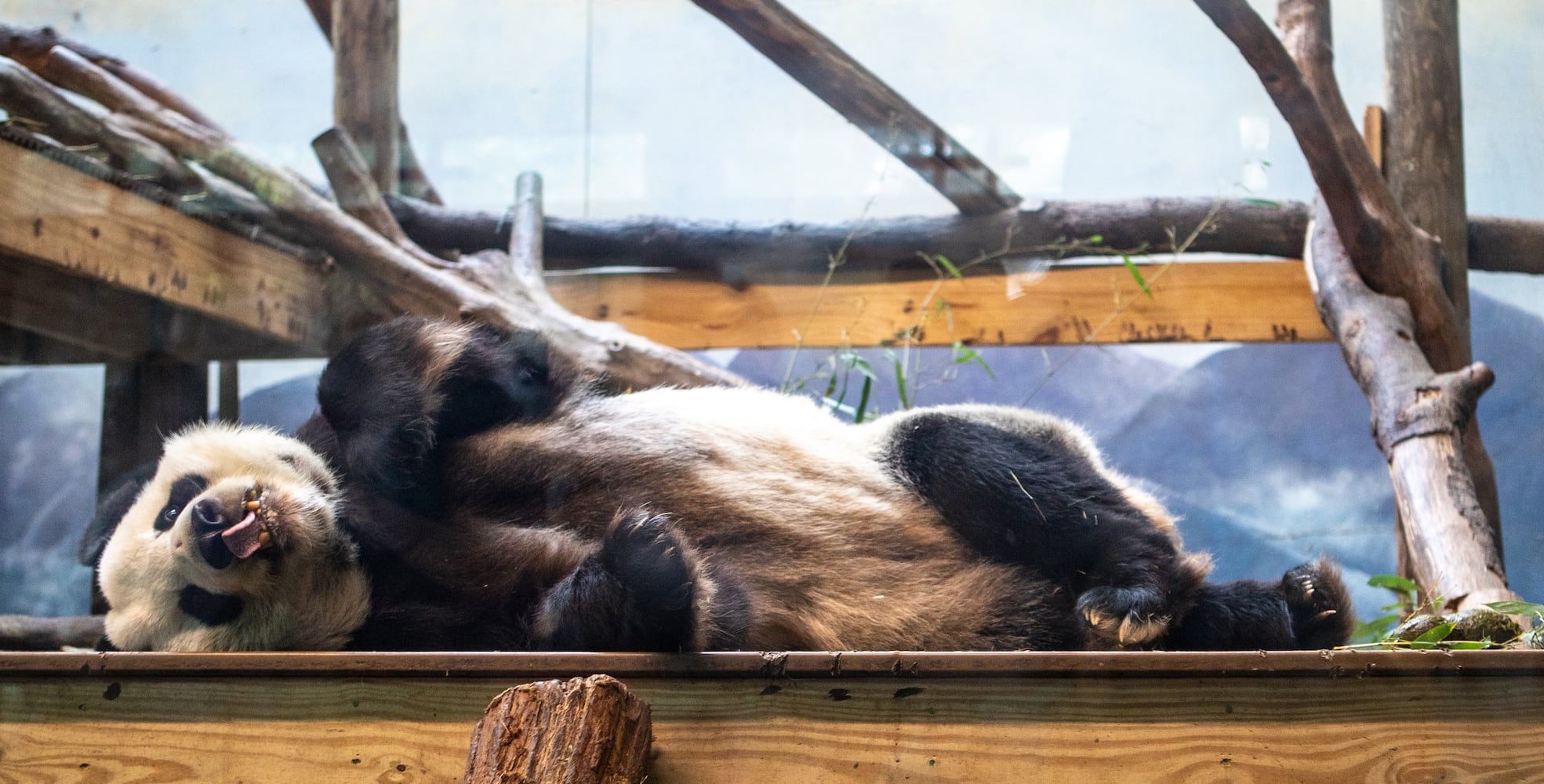 Giant Panda farewell as they go back to China