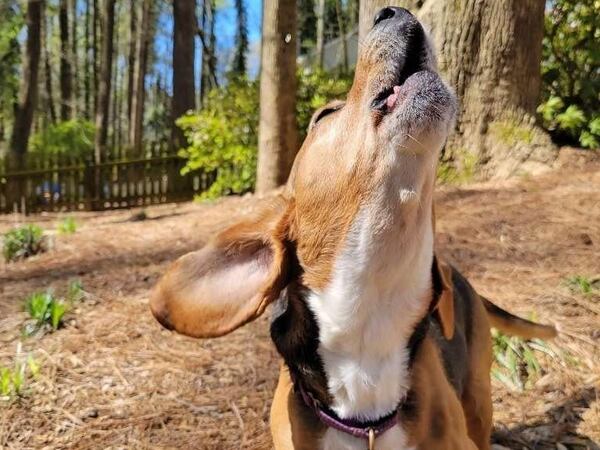 Minnie Dallas, a 9-year-old Beagle rescue, spreads the word in her neighborhood. She calls AJC subscriber Sheryl Dallas her person.