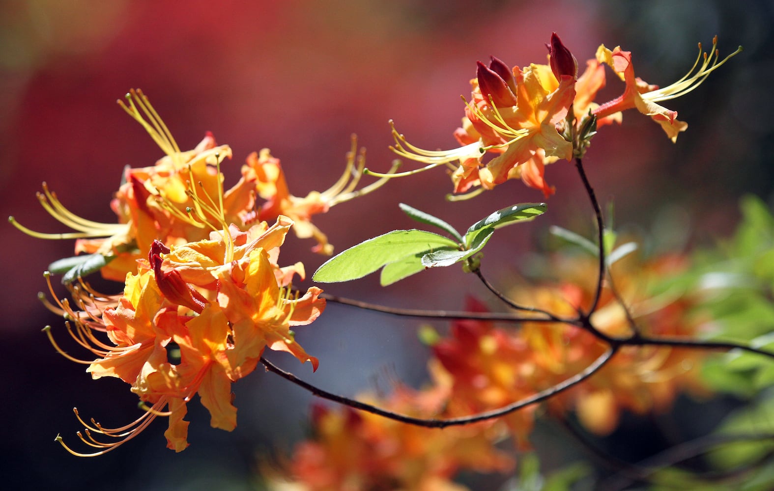 Augusta National Golf Club, which was originally built on the former 365-acre Fruitland Nurseries, is full of blooming flowers.