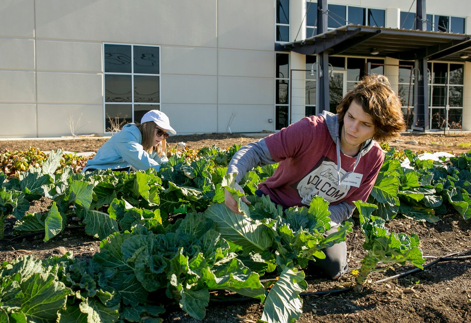 Volunteers Olivia Prince, left, and Stuart Holderle harvest collard greens at the Central Texas Food Bank last month. The food bank will participate in Amplify Austin again this year. JAY JANNER / AMERICAN-STATESMAN