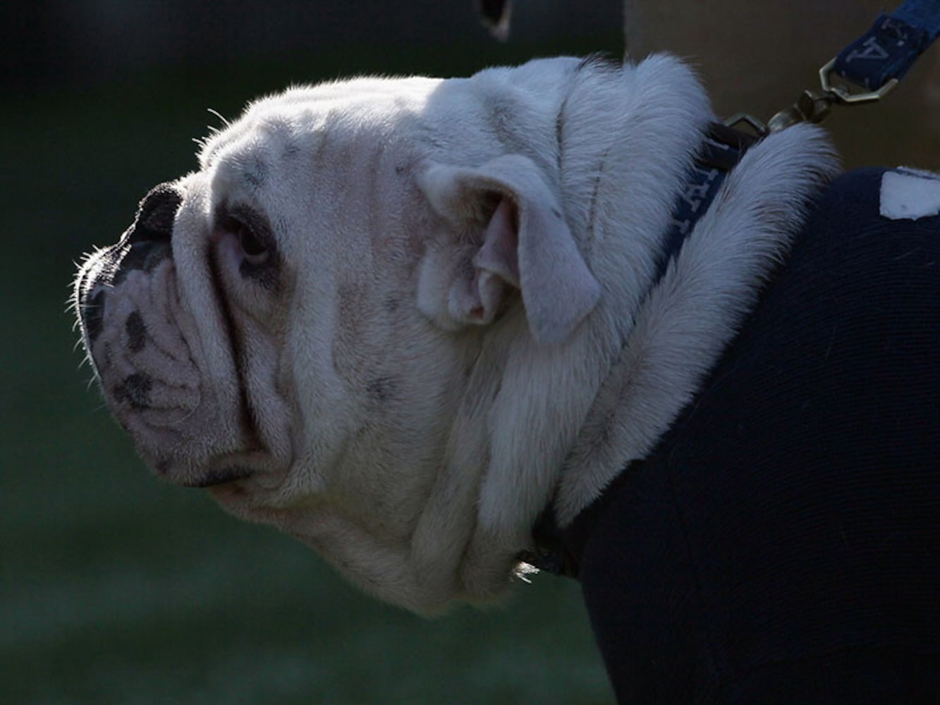 Yale Bulldogs