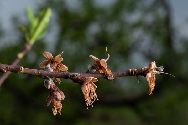 230328-Musella-Dead peach blossoms in one of Dickey Farms’ groves in Musella on Tuesday, Mar. 28, 2023. Ben Gray for the Atlanta Journal-Constitution