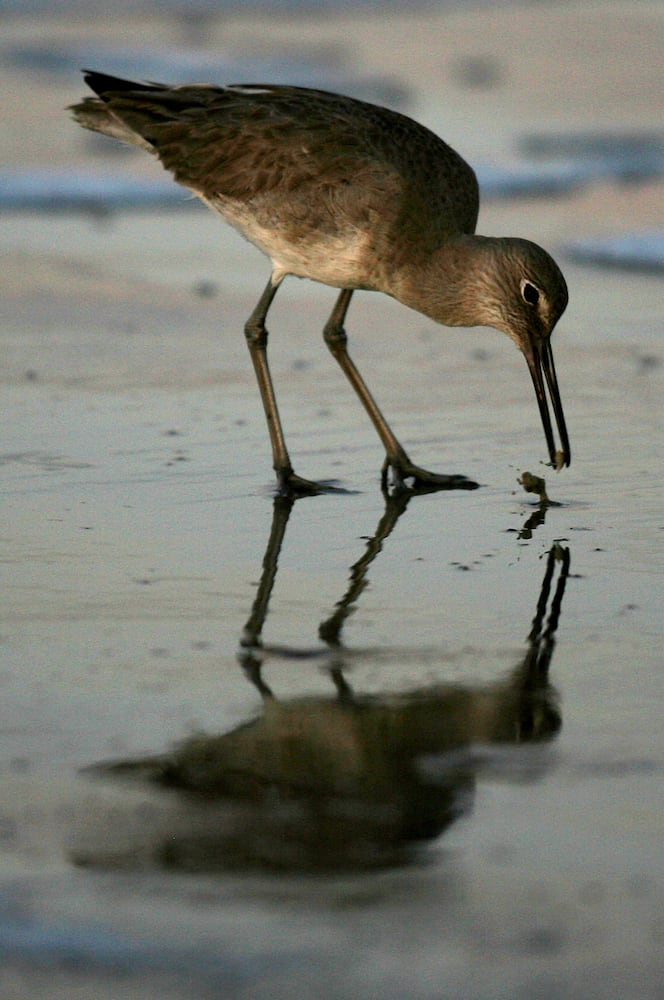 Coastal birds of Georgia