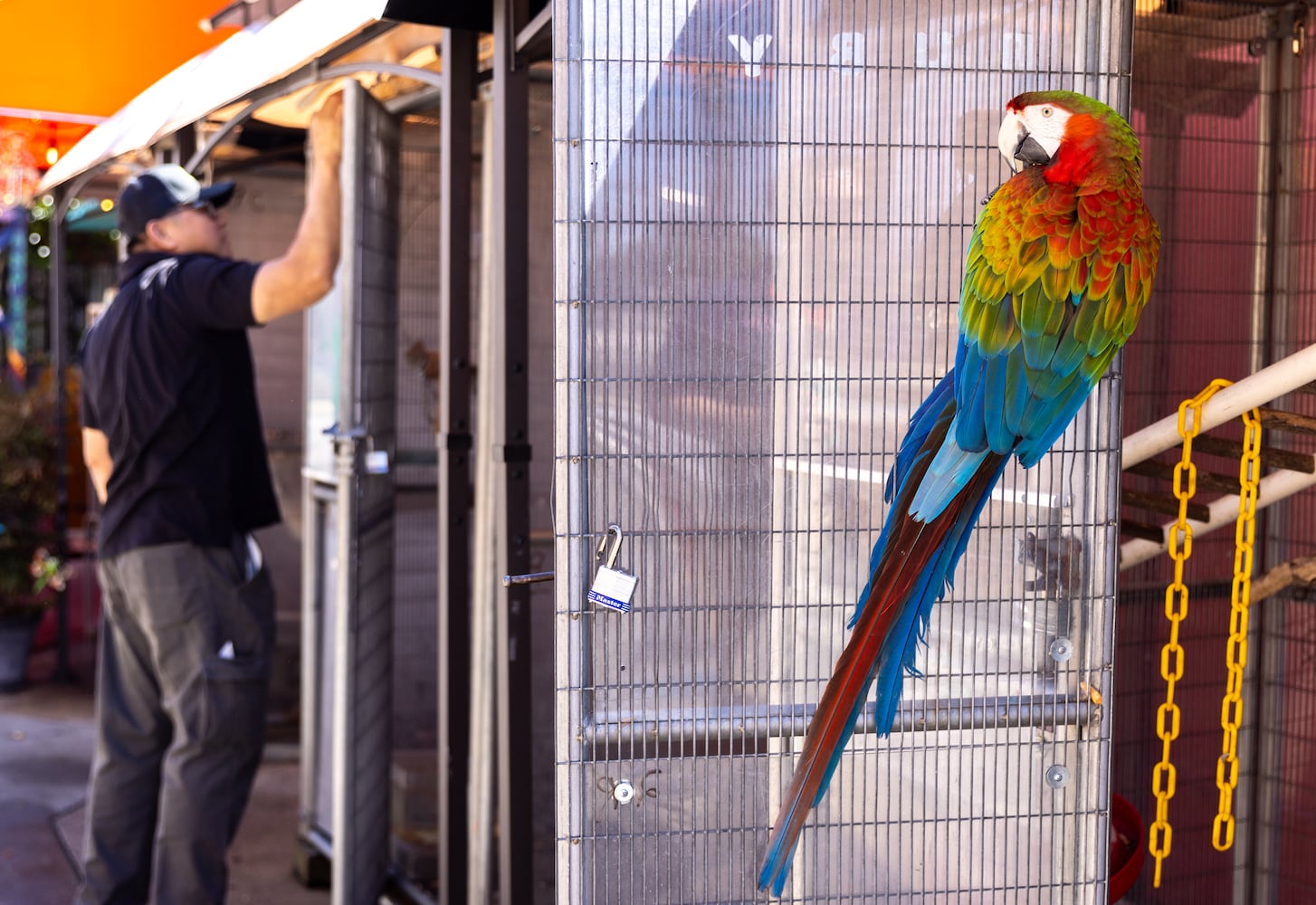 Exotic birds return to Buckhead restaurant