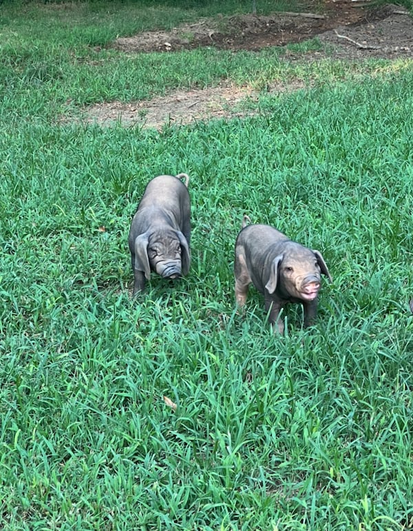 Raising Meishan piglets is part of the work at Jensen Reserve. Courtesy of Laura Jensen