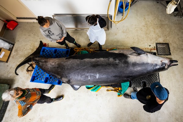 Local "iwi," or people, from a local Māori tribe study a male spade-toothed whale ahead of a dissection at Invermay Agricultural Centre, Mosgiel, near Dunedin, New Zealand, Monday, Dec. 2, 2024. (AP Photo/Derek Morrison)