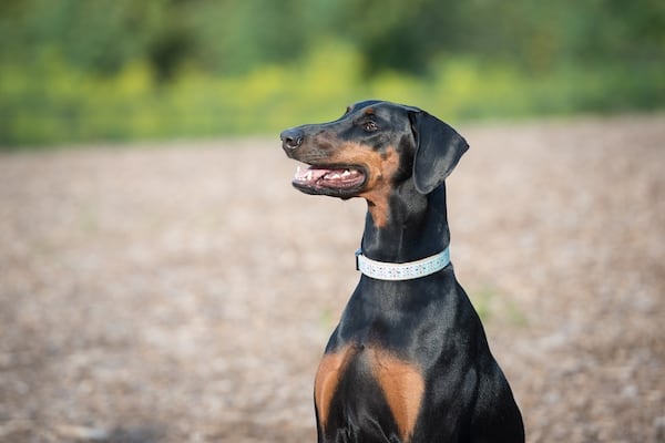 Ponce was Piedmont Park's inaugural Dog of the Year.