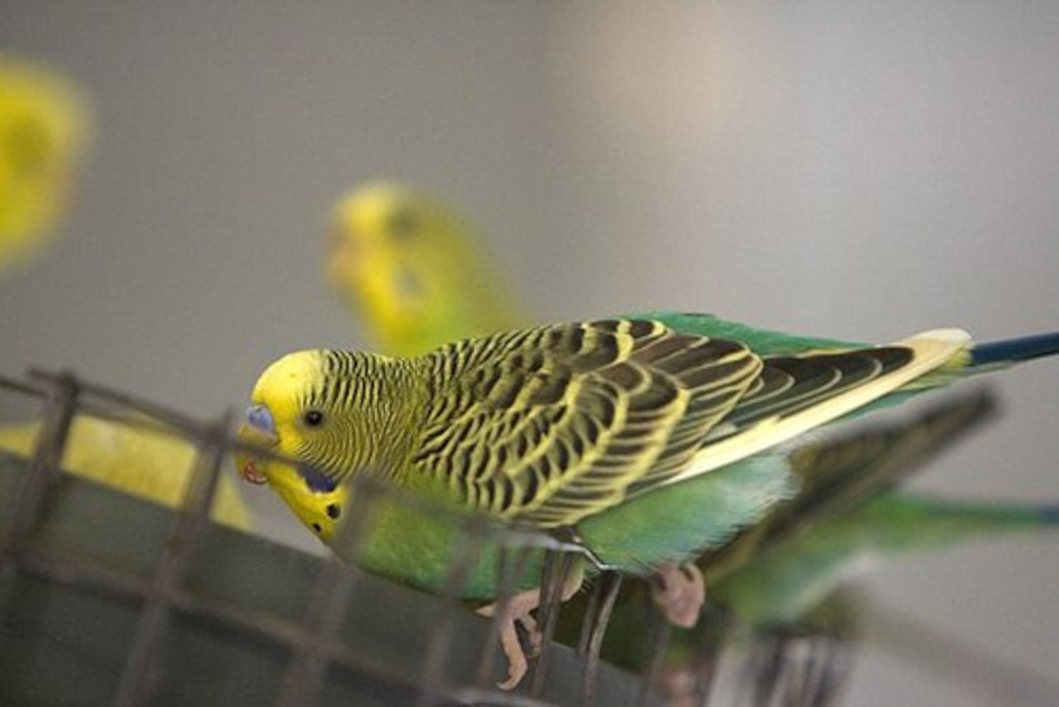 Zoo Atlanta's new aviary