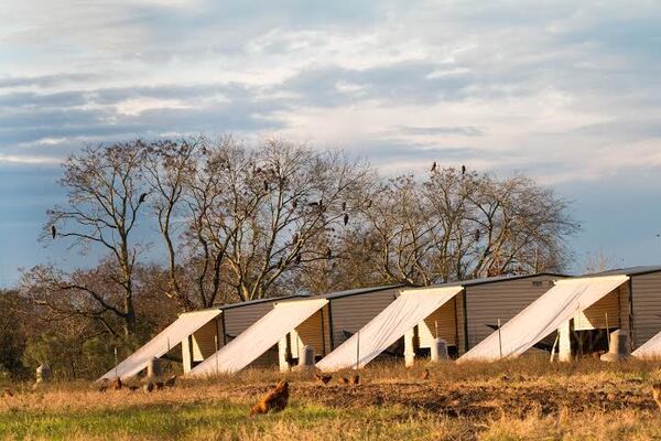 Eagles roost in trees near open pastures full of chickens.