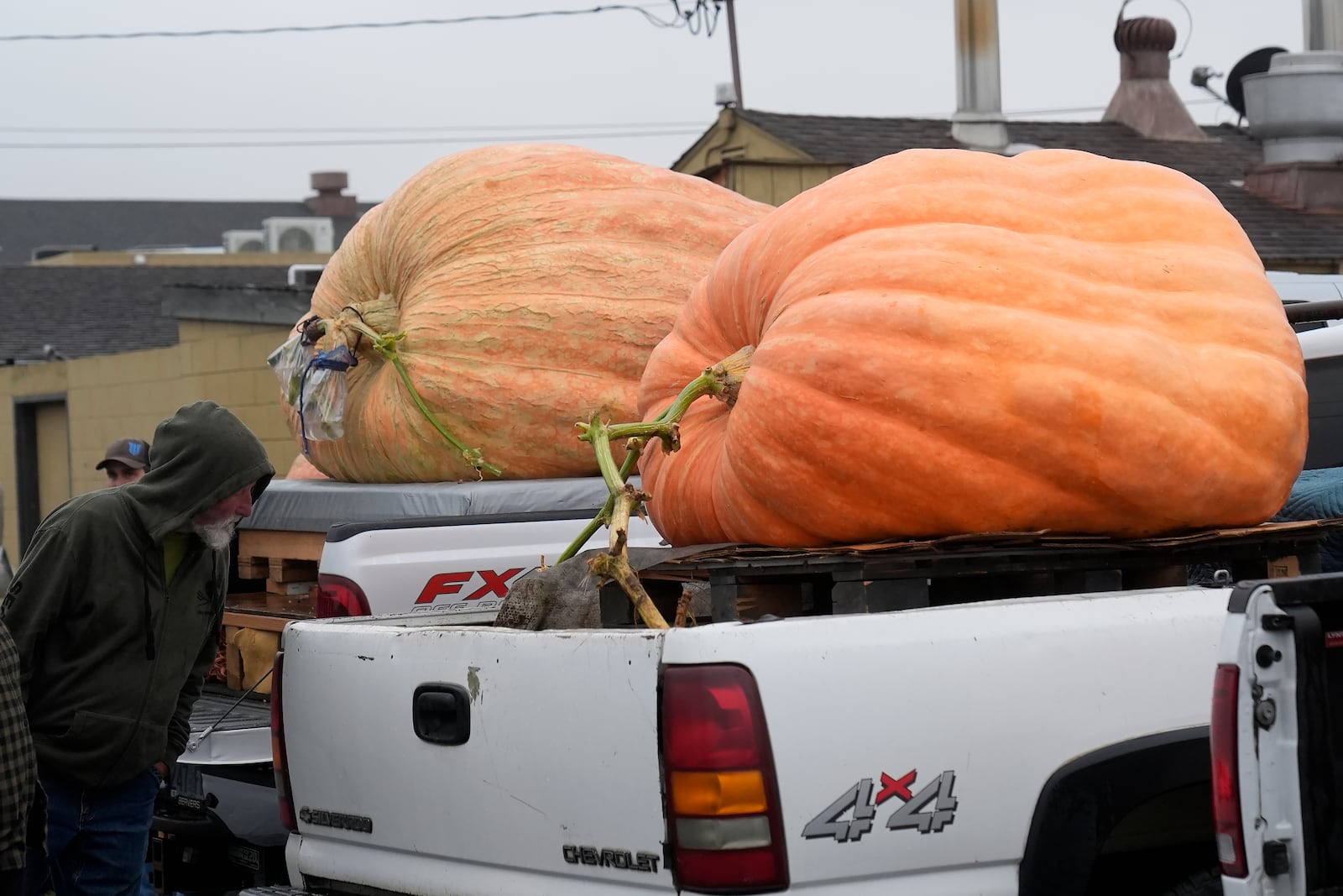 A man looks at pumpkins sitting in trucks before they are weighed at the Safeway World Championship Pumpkin Weigh-Off in Half Moon Bay, Calif., Monday, Oct. 14, 2024. (AP Photo/Jeff Chiu)