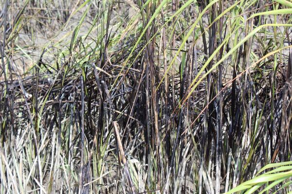 Environmental groups have documented possible pollutants from the capsized ship deep in the marsh within just a few miles of the incident site. CONTRIBUTED BY FLETCHER SAMS / ALTAMAHA RIVERKEEPER