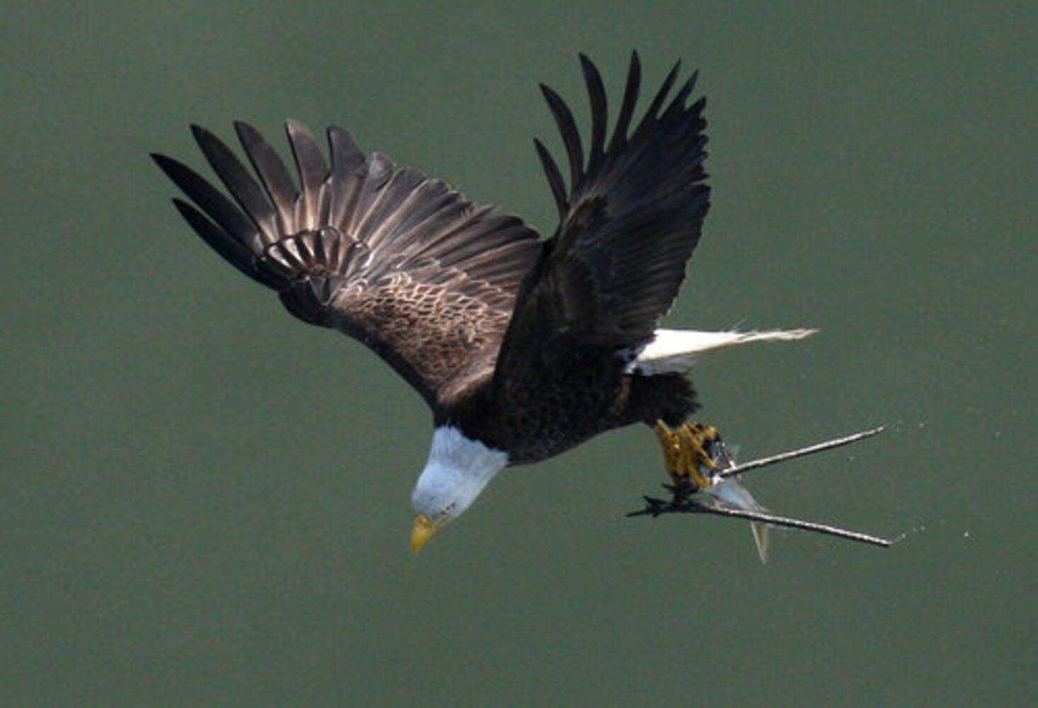 Count shows more bald eagles in Georgia