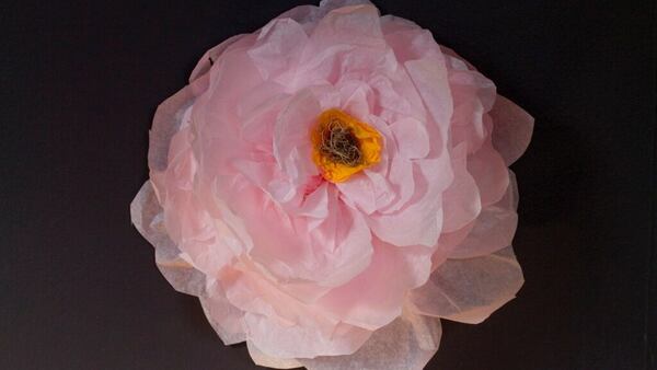 This April 20, 2019 shows a large paper flower fashioned from tissue paper, packing tape and a bit of dried moss in Hopkinton, N.H. Set against a dark painted wall, a pale pink flower really pops, especially when it measures nearly 16 inches across. 