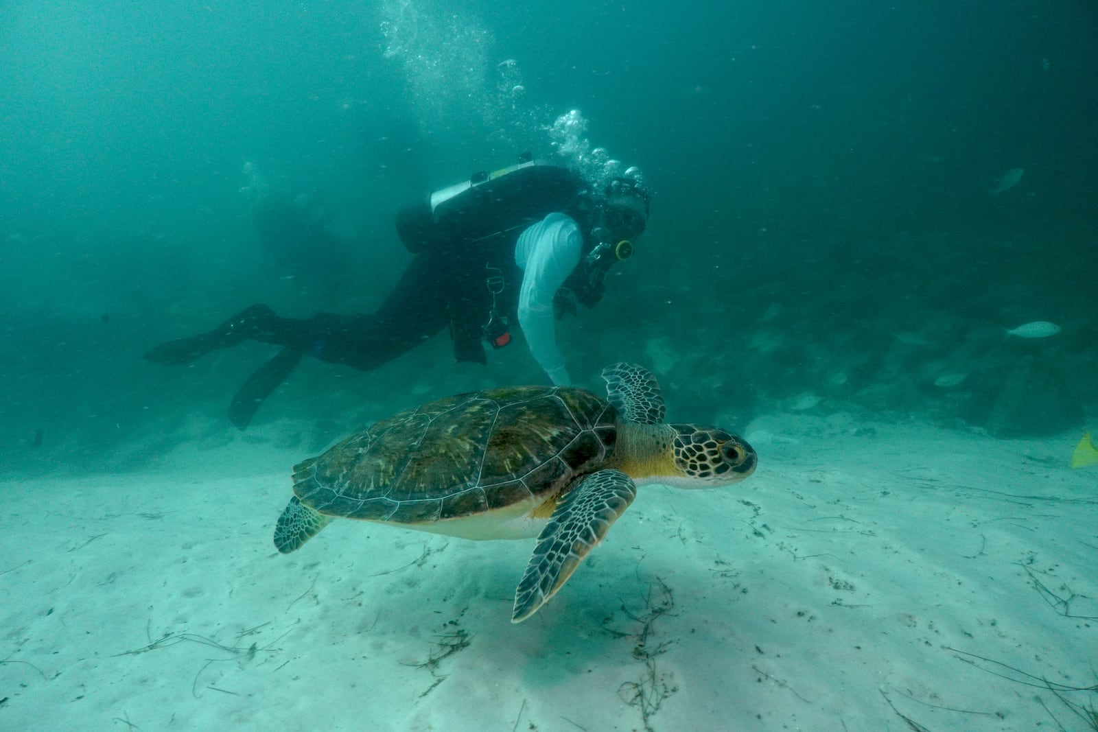 A diver swims with a sea turtle in Destin, Florida. 
Courtesy of Alex Fogg