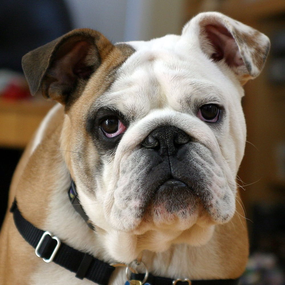 17 least-intelligent dog breeds