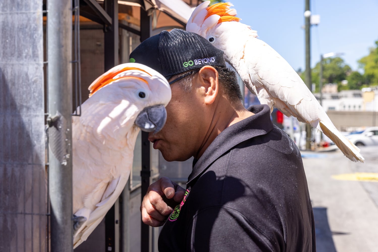 Exotic birds return to Buckhead restaurant