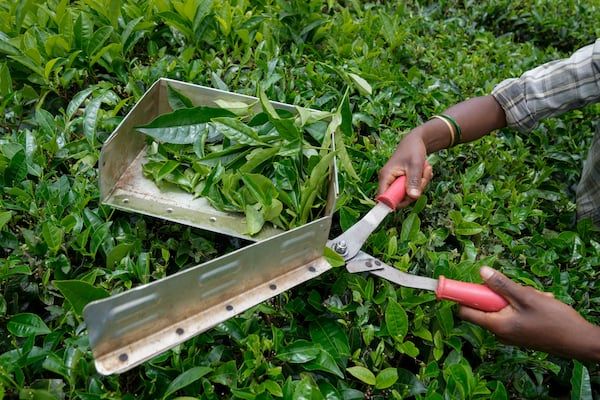 A worker plucks tea leaves using a cutter at a tea estate in Nilgiris district, India, Wednesday, Sept. 25, 2024. (AP Photo/Aijaz Rahi)