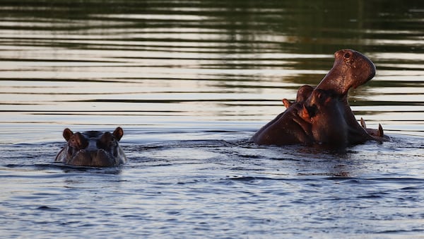 Hippos pop up their heads during a cruise along the Kwando River in Namibia. (Michaela Urban/Chicago Tribune/TNS)