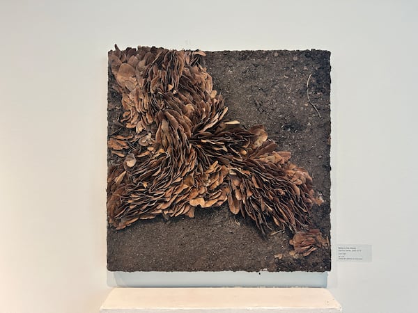 At Gallery 100: Rebecca Des Marais, “Live Oak” from “Detritus Series,” 2000-2019.