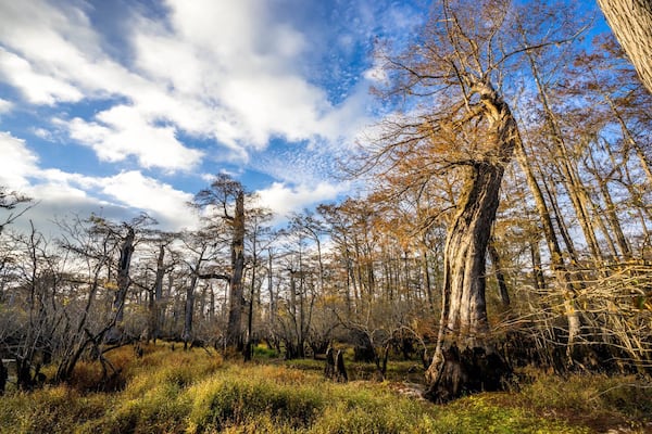 Kayak on Three Sisters Swamp of the Black River, a tributary of the Cape Fear River, and witness ancient bald cypress trees ranging from 1,600 to 2,500 years old. 
Courtesy of Cape Fear River Adventures