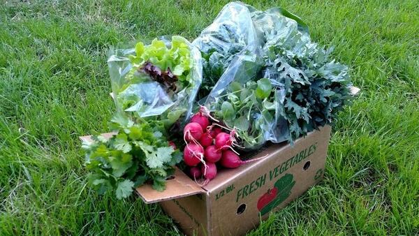 Fry Farm in Bethlehem offers a la carte online sales as well as large and small harvest boxes, like the large box shown here. (Courtesy of Fry Farm)