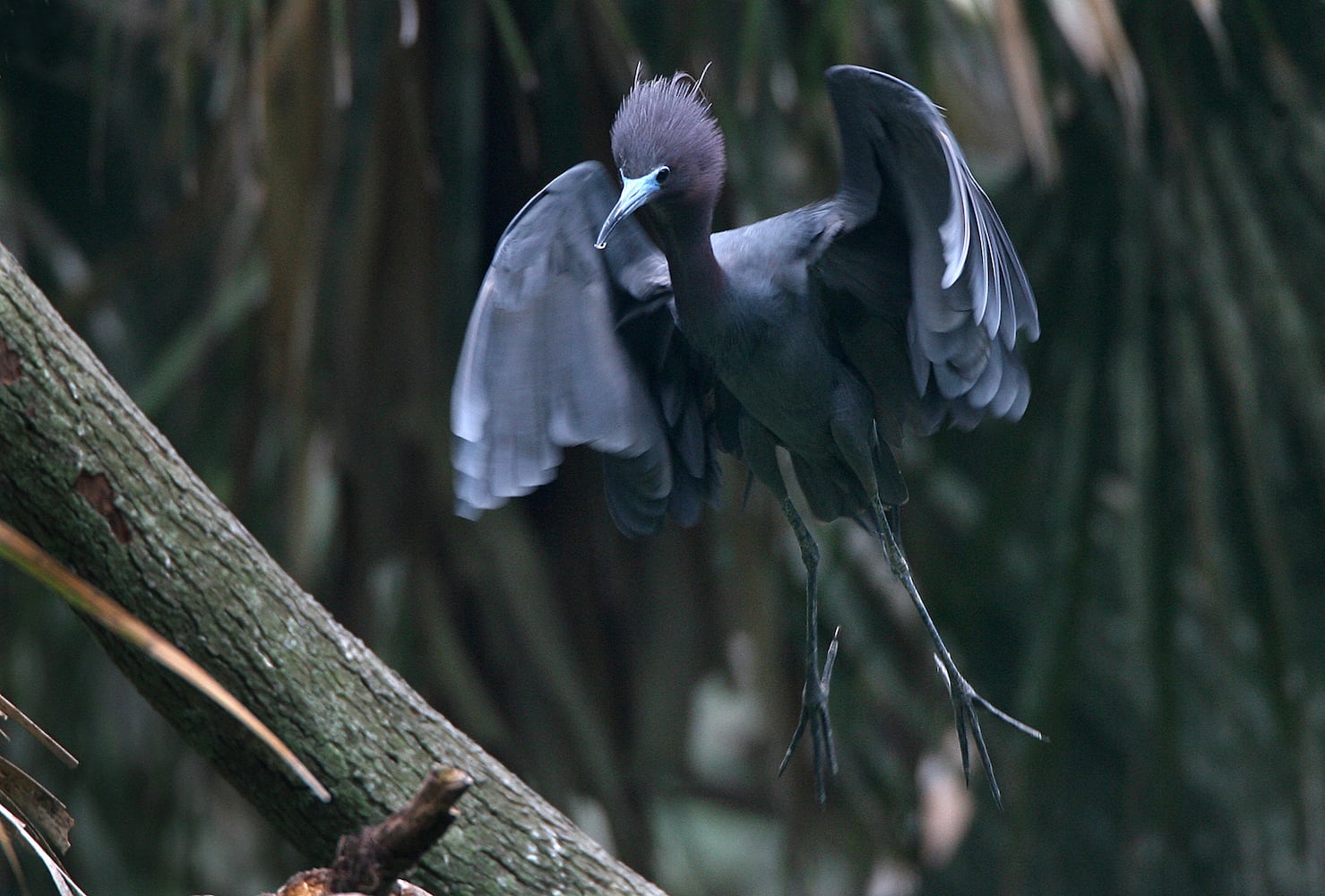 Coastal birds of Georgia