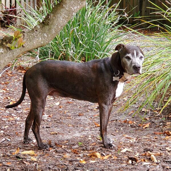 Debo Westmoreland is the once-precocious teenage rescue dog of Sally and Mel Westmoreland. (Courtesy photo)