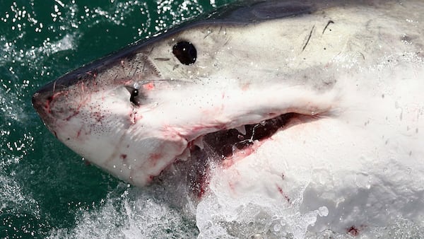 A great white shark similar to the one that surprised fishermen off the coast of New Jersey on Tuesday, June 18, 2019.