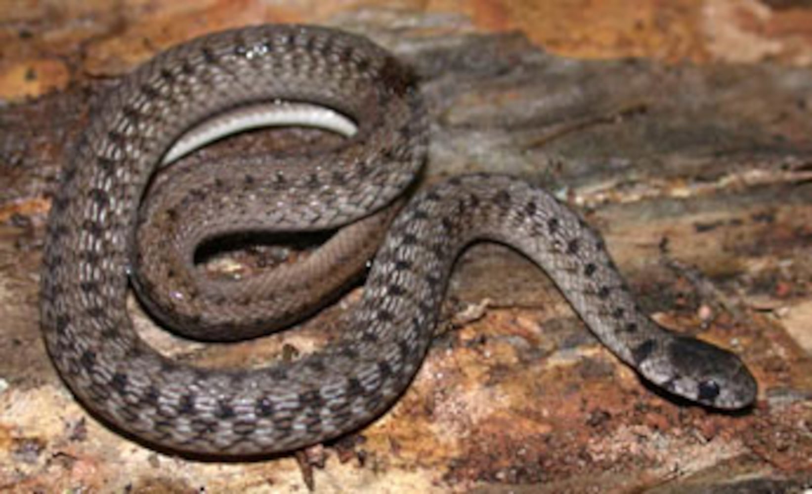 Georgia non-venomous snakes