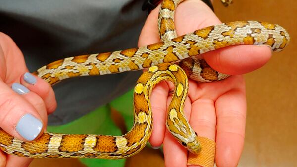 In this May 8, 2019, photo provided by Chicago Exotics, veterinarian Dr. Melissa Giese of Chicago Exotics Animal Hospital holds a corn snake. The snake was found in Sanela Kamencic's washing machine in Evanston, Ill., after surviving the wash cycle.