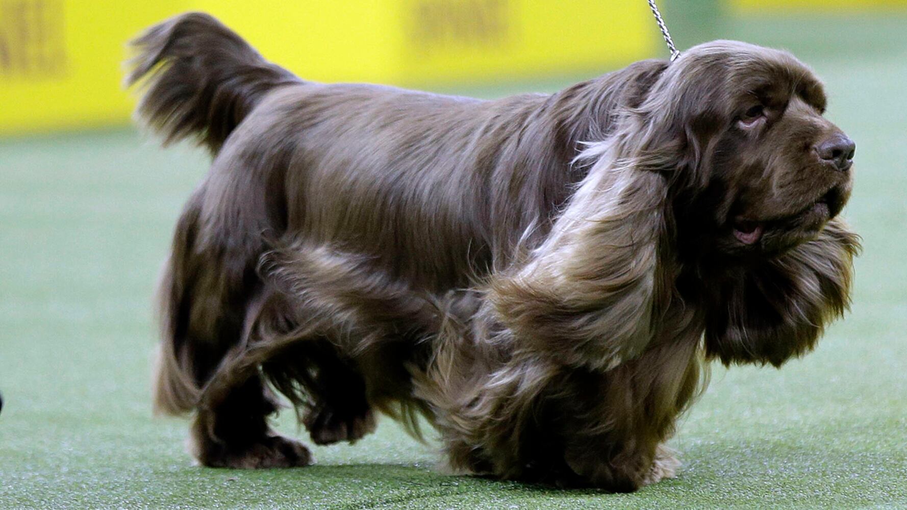 2019 Westminster Dog Show