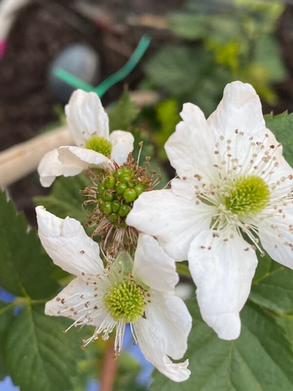 "I have a vegetable garden growing on my 34th floor condo balcony," wrote Adrienne Zinn in May 2020. "The fruits of my labor are beginning to take shape." She shared this photo of blackberries in bloom.