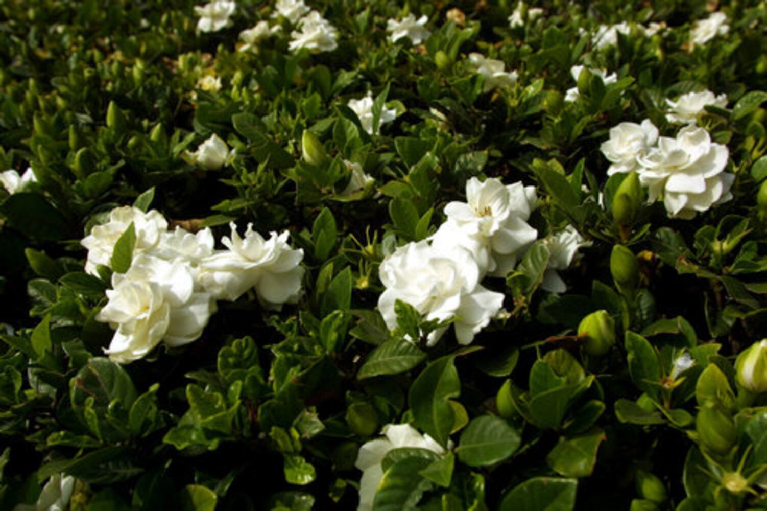 Gardenias add grace to Southern gardens