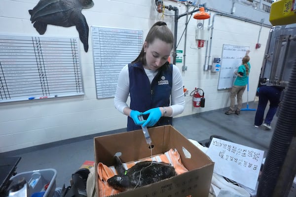 Margot Madden, a biologist with the National Aquarium, uses a syringe to hydrate a Kemp's ridley sea turtle at a New England Aquarium marine animal rehabilitation facility in Quincy, Mass., Tuesday, Dec. 3, 2024. (AP Photo/Steven Senne)