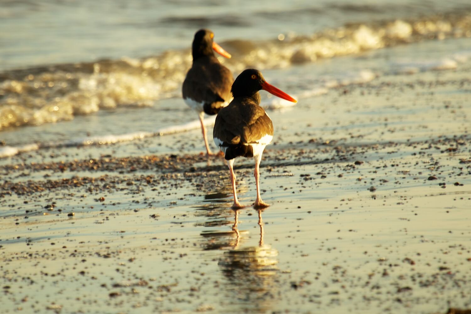 Little St. Simons Island by Britt Brown