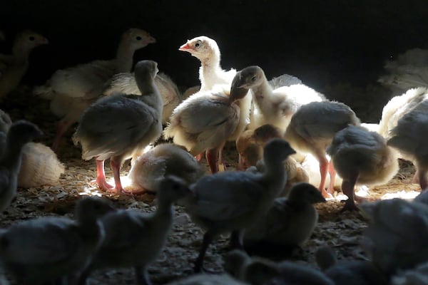 In this file photo, turkeys stand in a barn on turkey farm near Manson, Iowa.  (AP Photo/Charlie Neibergall)