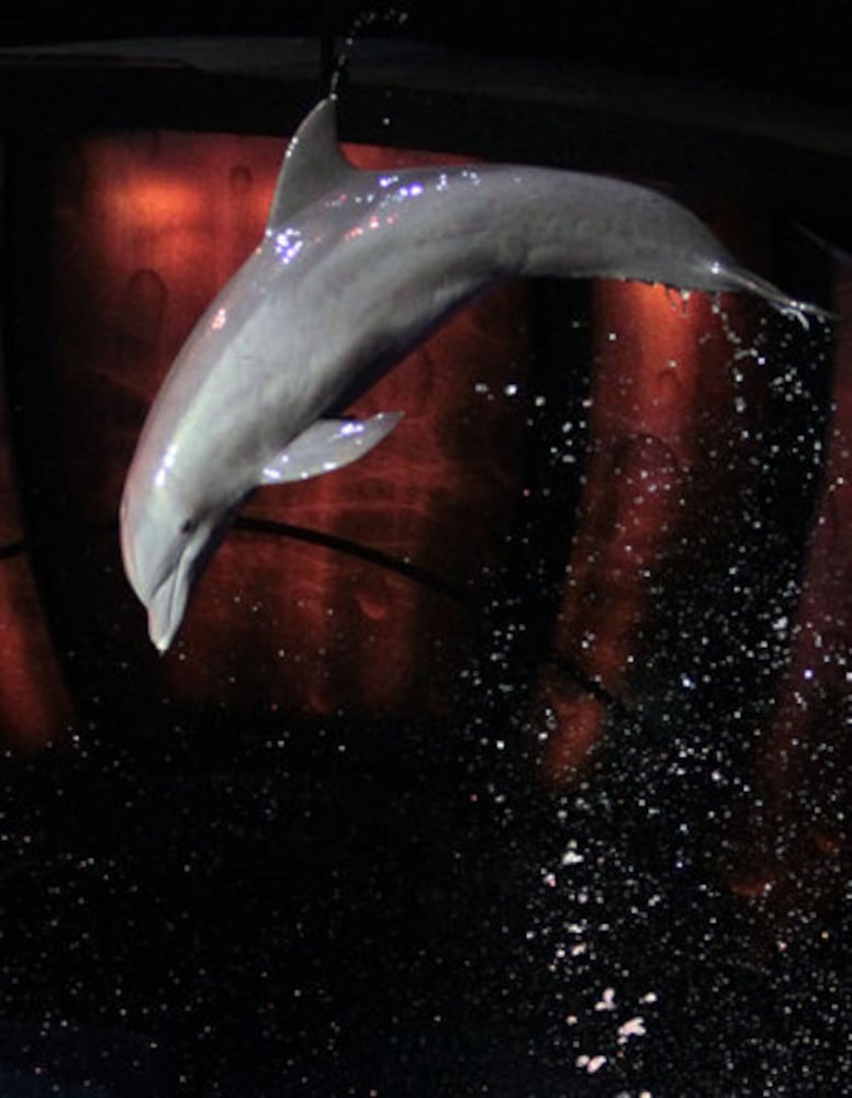 Dolphin exhibit opens at Georgia Aquarium